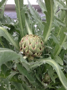 the first artichoke.  we looked at it in disbelief.